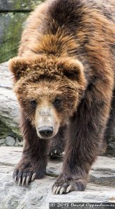 Grizzly Bear at The Bronx Zoo