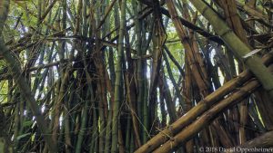 Bamboo in Jamaica