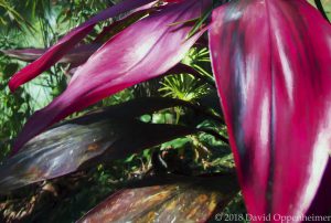 Jamaica Flora