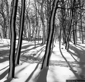 North Side of Trees in Manor Park in Larchmont - Westchester County New York