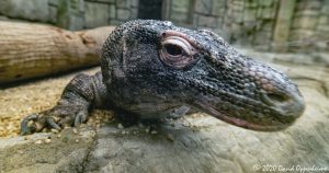 Komodo Dragon at the Mandalay Bay Resort and Casino Shark Reef Aquarium in Las Vegas, Nevada