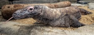 Komodo Dragon at the Mandalay Bay Resort and Casino Shark Reef Aquarium in Las Vegas, Nevada