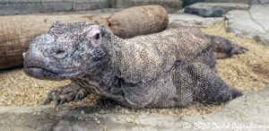 Komodo Dragon at the Mandalay Bay Resort and Casino Shark Reef Aquarium in Las Vegas, Nevada