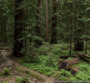 Montgomery Woods State Natural Reserve