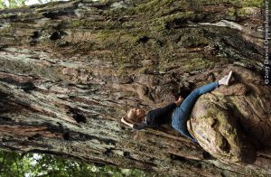 Montgomery Woods State Natural Reserve