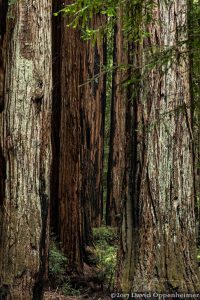 Montgomery Woods State Natural Reserve