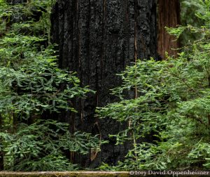 Montgomery Woods State Natural Reserve