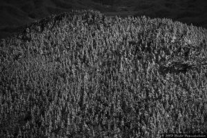 Mount Mitchell w. Fraser Fir and Red Spruce Trees in Snow