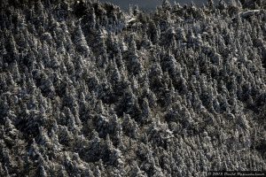 Mount Mitchell w. Fraser Fir and Red Spruce Trees in Snow