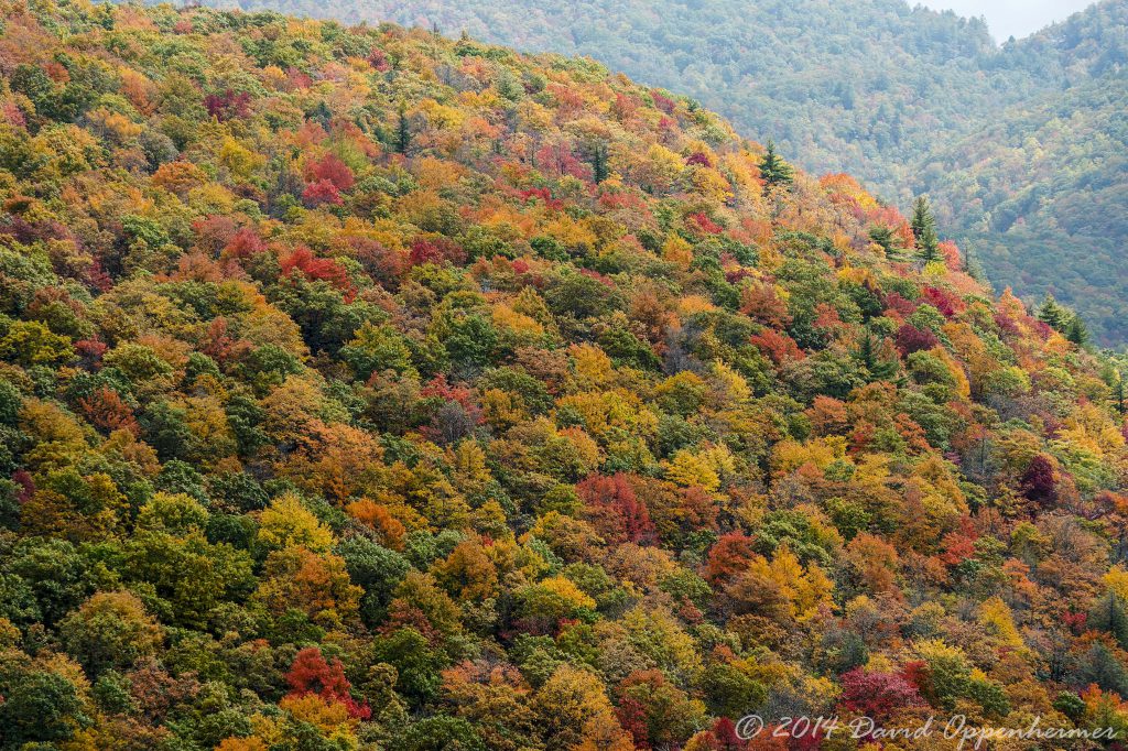 Nantahala National Forest Fall Colors