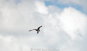 An Osprey Flying with Fish in its Talons in Greenwich, Connecticut