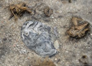 Oyster Shell on North Island on Winway Bay South Carolina