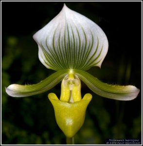 Paphiopedilum holdenii