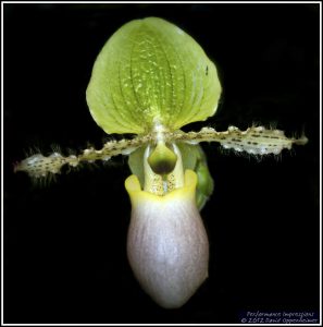 Paphiopedilum Primulinum Purpurascens Orchid Flower