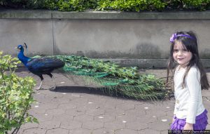 Peacock at The Bronx Zoo