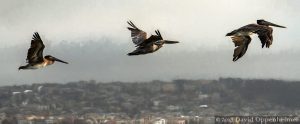 Pelicans Flying over San Francisco Bay