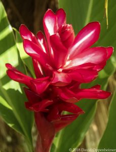 Red Ginger Flower in Jamaica