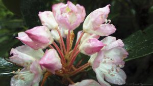 Rhododendron Flower in Joyce Kilmer Memorial Forest