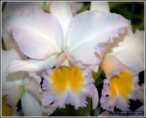 Rhyncholaeliocattleya William Farrell 'Amigo'