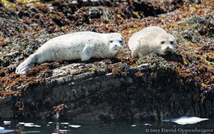 Sea Lions at Sea Lion Cove State Marine Conservation Area