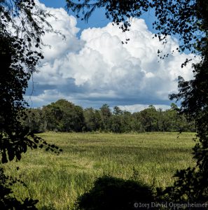 Seagrass Growing on Old Rice Plantation