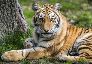 Siberian tiger at Tiger Mountain at The Bronx Zoo