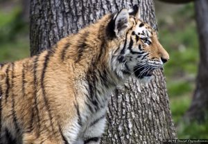 Siberian tiger at Tiger Mountain at The Bronx Zoo