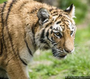 Siberian tiger at Tiger Mountain at The Bronx Zoo