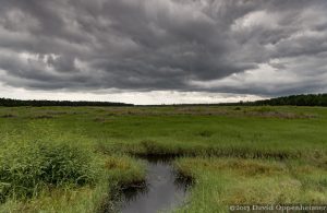 Yawkey-South Island Reserve Salt Marsh