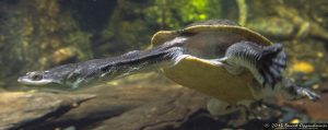 Broad-Shelled Long-Necked Turtle