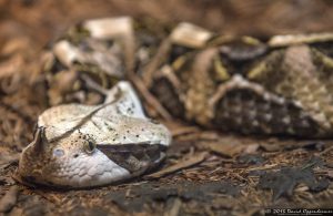 Gaboon Viper at The Bronx Zoo World of Reptiles