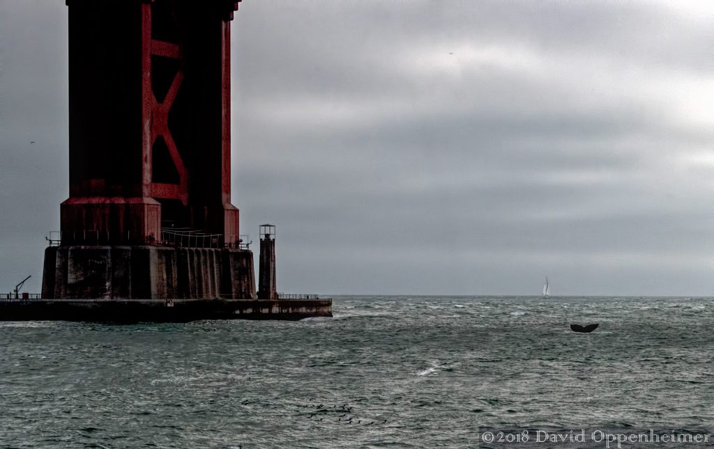 Whale at Golden Gate Bridge