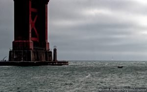 Whale at Golden Gate Bridge