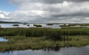 Yawkey-South Island Reserve Salt Marsh